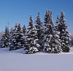 snow covered trees 2