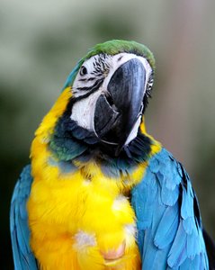 Colourful Bird 4