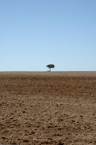 The lonliest tree