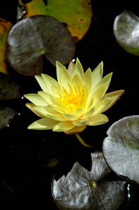 lotus 1