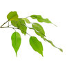Ficus leaves