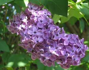 violet syringa blossoms