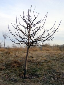 apple tree in winter