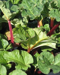 rhubarb pieplant: rhubarb pieplant