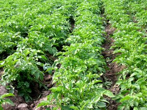 organic potato field