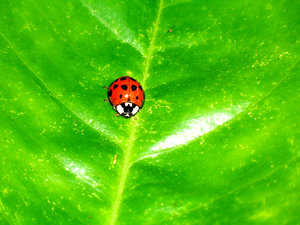 Little Lady Bug: This little creature was hanging out on my orange tree