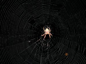Neat looking spider