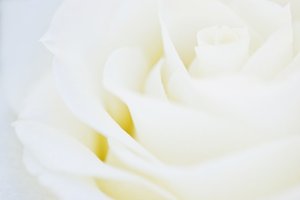 Rose heaven white