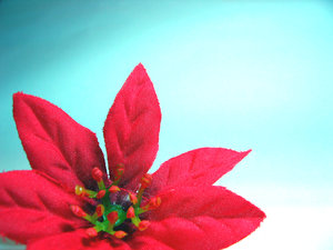 Red Poinsettia: Please contact for larger version.