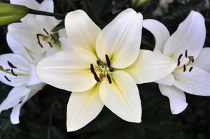White Lilium: White lilium