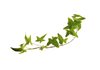 Ivy leaves