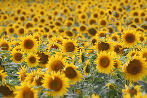 Fields of Gold: summer sunflowers surround us