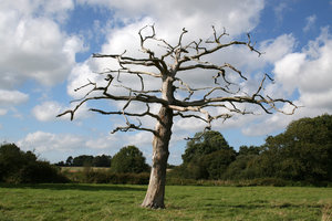 Dead tree: A dead tree in a meadow in West Sussex, England, in summer.