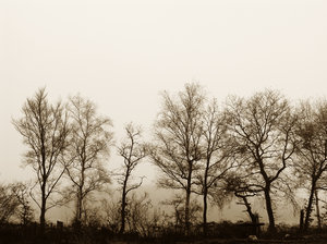Old Trees: A row of old trees in a foggy sepia setting.