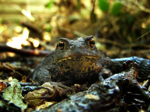frog: A frog or toad who's looking slightly disturbed into the camera. The picture was taken in my backyard.