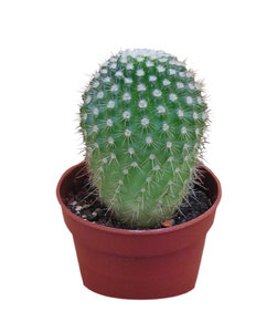 Cactus: Just a cactus.

Please let me know if you use it! I just want to know where it was used... That's all!
