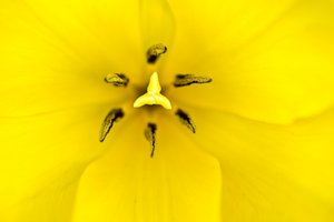 Yellow tulip macro