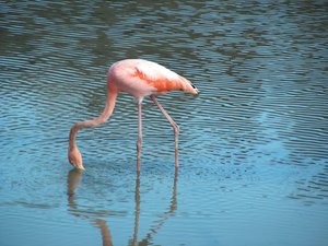 flamingo: photo taken in Galapagos