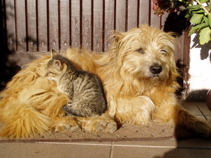 dog and cat: two friends