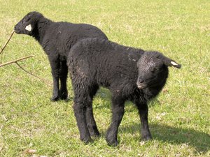 two little black sheep