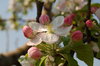 Apple blossom