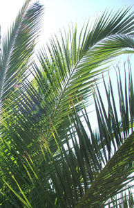 palm leaves: palm leaves