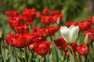 tulips: Single, white tulip surrounded red tulips.