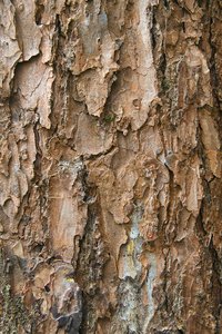 tree bark: tree bark