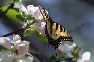 BUTTERFLY ON APPLE TREE: TIGER SWALLOWTAIL BUTTERFLY ON ONE OF MY APPLE TREES(GRANNY SMITH)