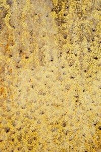 Yellow rust: texture