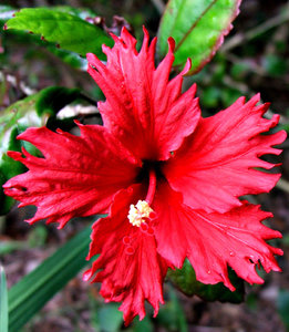 frilly red brilliance: bright red fancy frilly petaled hibiscus
