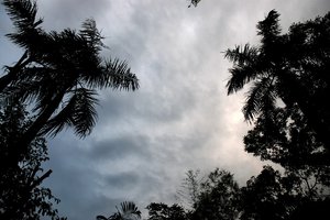 jungle sky: no description