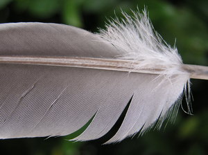 lost feather