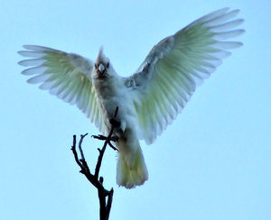 in a flap: corellas - Australian cockatoo - spreading wings and squawking