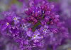 Dreamy Lilac
