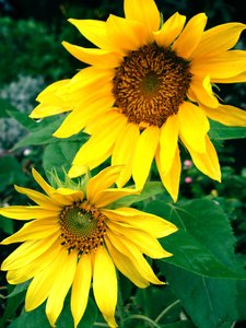 Sunflower 1: Sunflower