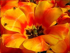 Orange flower with two flies