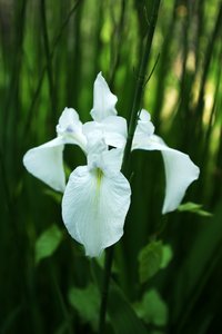 white iris: one white iris