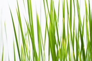 Grass: tall grass texture