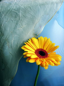 Gerbera II - 1: next photos with this flower :)