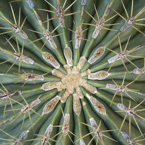rgbstock radial symmetrical symmetry radiate cacti spines