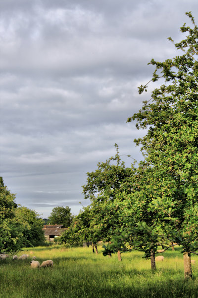 Attention Deficit-Hyperactivity Disorder (Holistic)