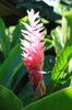 Pink tropical flowers