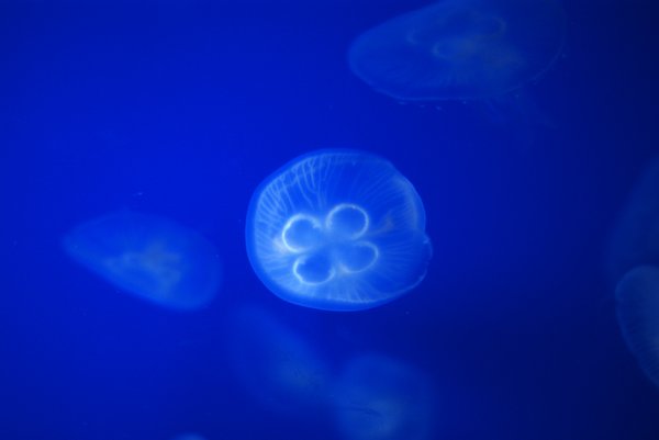 gorgeous jellyfish