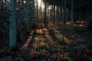 wood: A dark wood in Rutland, England, taken in Winter's low cold light.