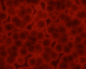 Bacteria 3: Graphic representing bacteria viewed on a slide,  blood cells, or other microscopic details.