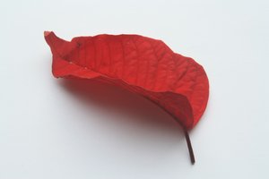 Red leaf: An isolated red leaf