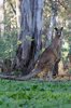 Kangaroo