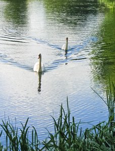 a pair of swans