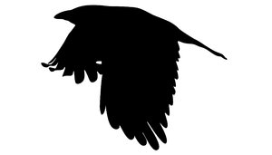 Silhouette Crow